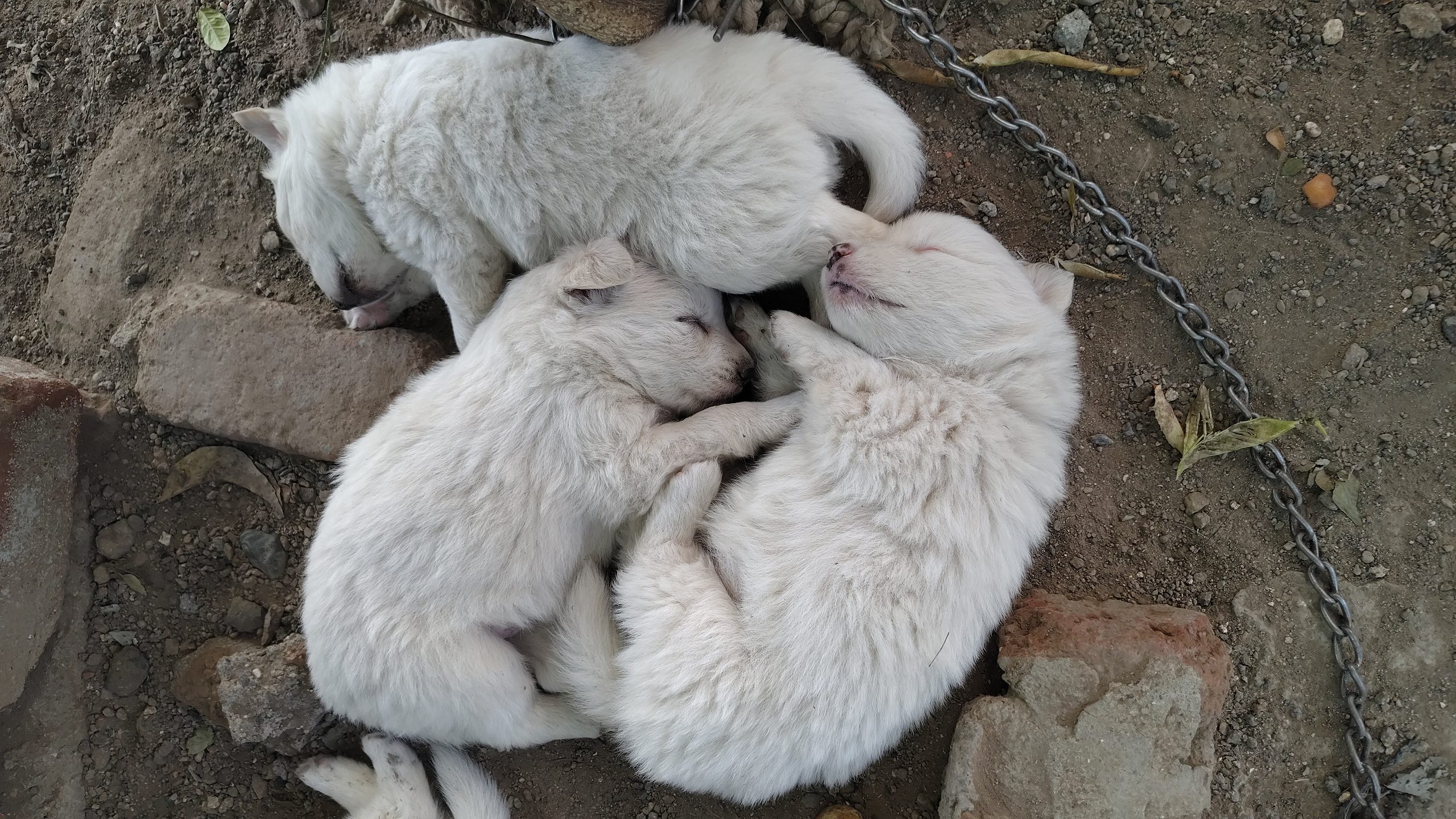 Sale Pomeranian puppies