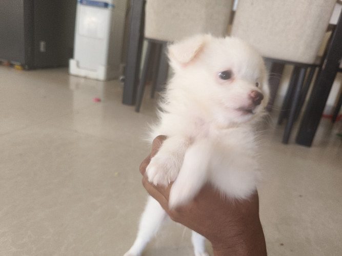 Pomeranian puppies for sale