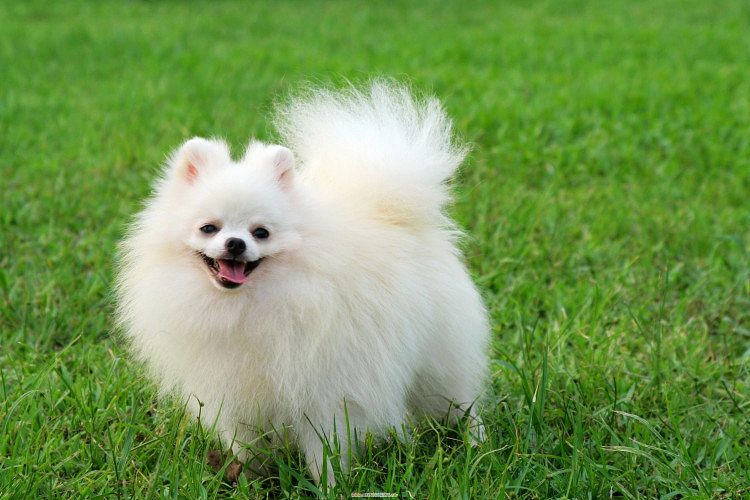 Pomeranian puppies for sale in indore ,ujjain and ratlam 7987036124