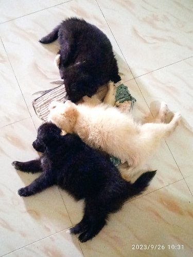 Pomeranian puppies for sales