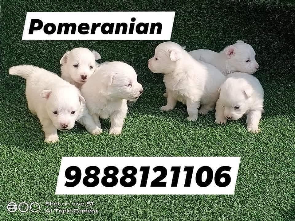 Pomeranian puppy sale Call 9888121106 jalandhar nakodar kapurthala kartarpur phagwara