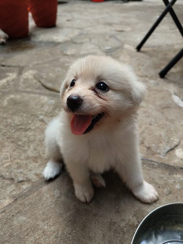 Pomeranian Puppy