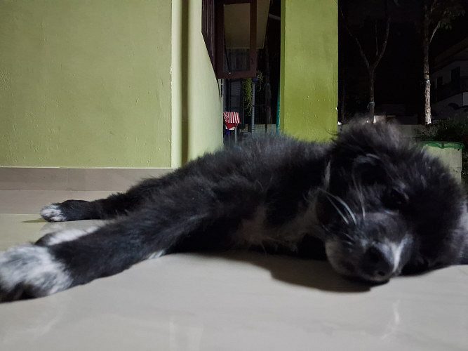 Pomeranian puppy for sale