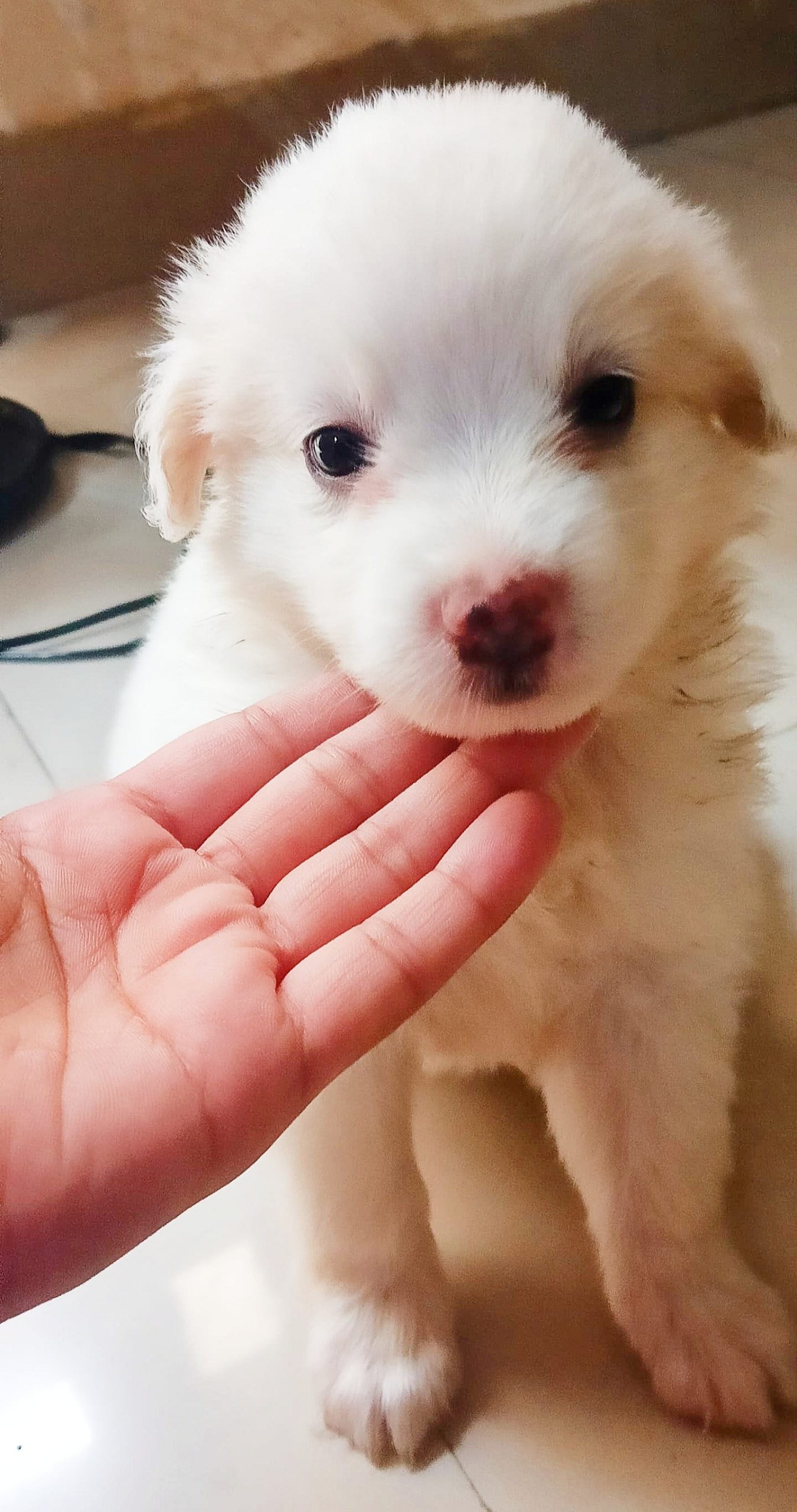 Pomeranian Puppy for Sale