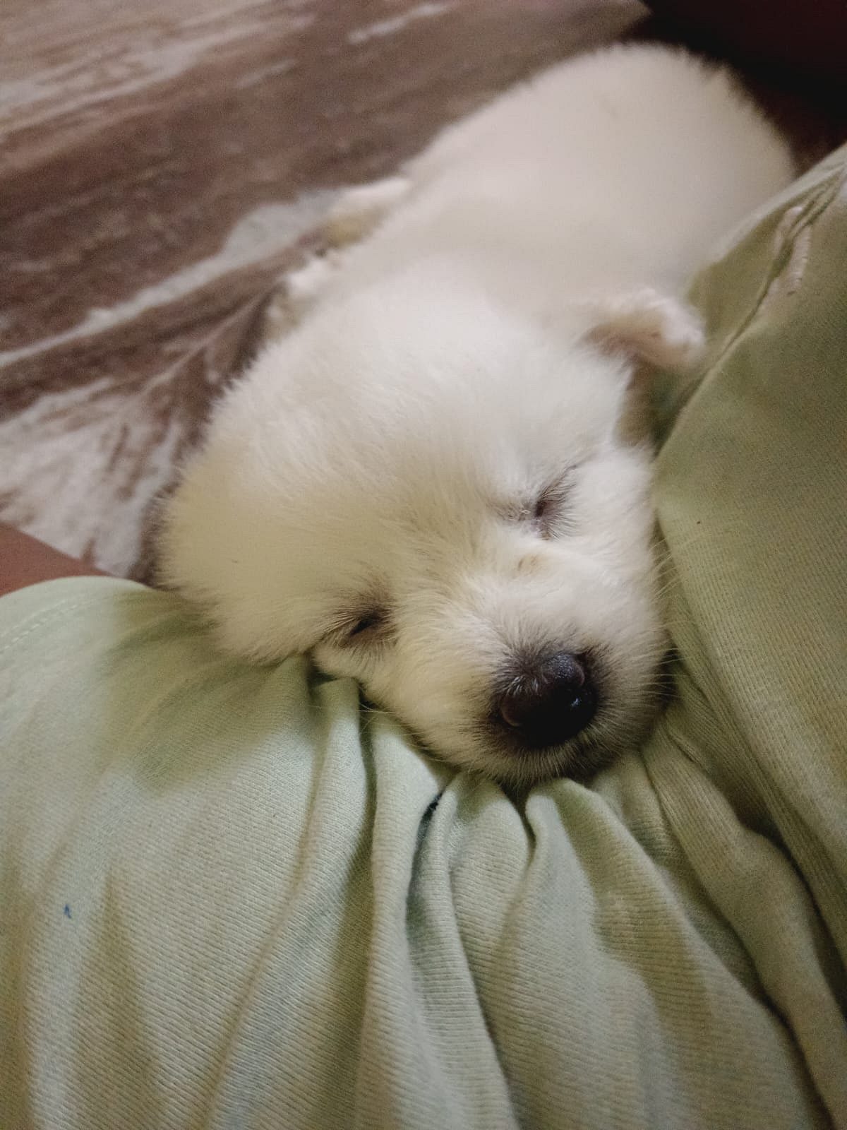 Pomerian