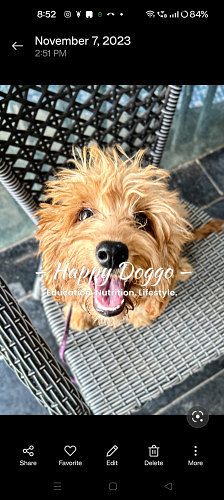 Poodle 6 mouth old puppy