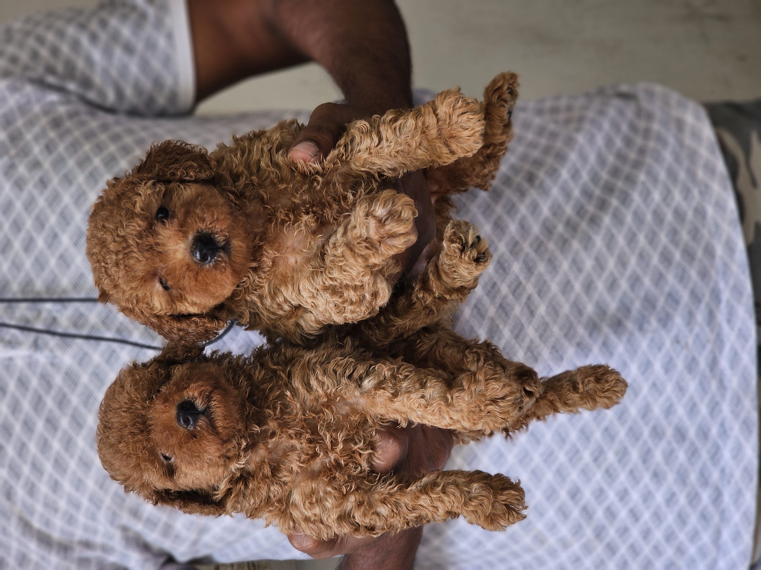 Poodle Puppies Are Avilable