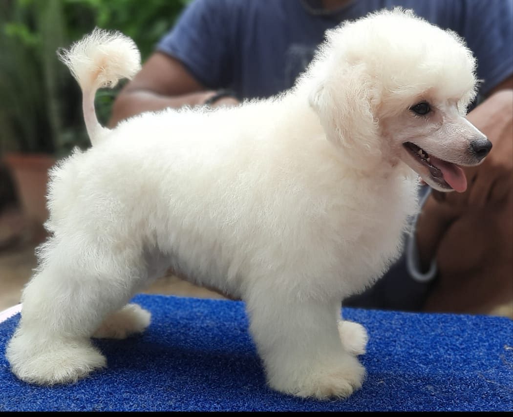 Poodle Puppies for sale in delhi