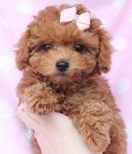 Poodle puppies 