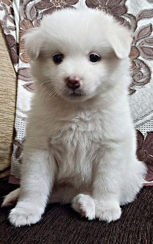 Poomerian male puppy