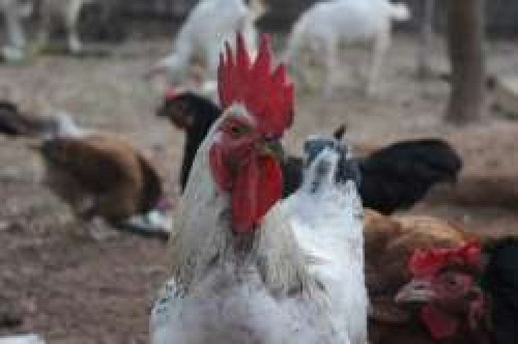 Poovan Kozhi -- rooster