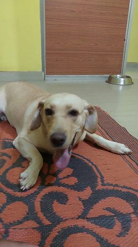 POPPY, a female labrodor retiever,