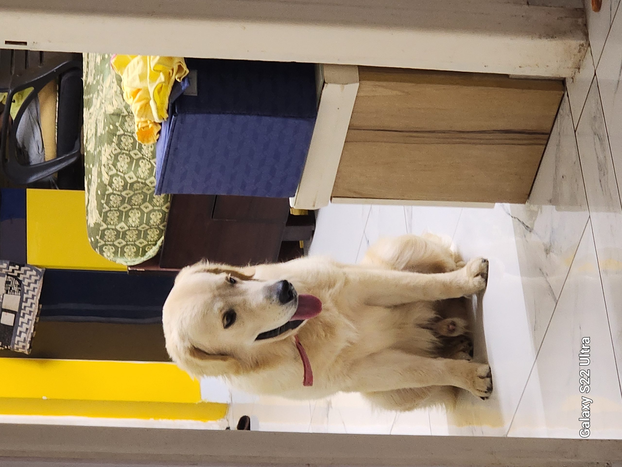 Premium Quality Golden Retriever Male