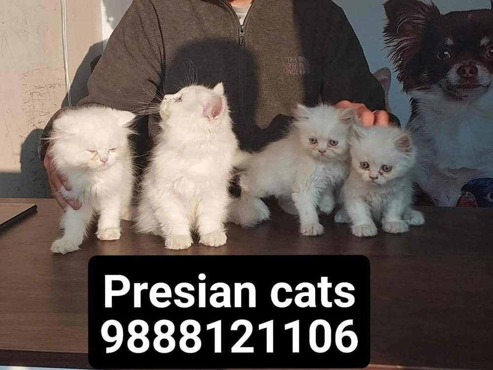 Presian cats Available in jalandhar call 9888121106