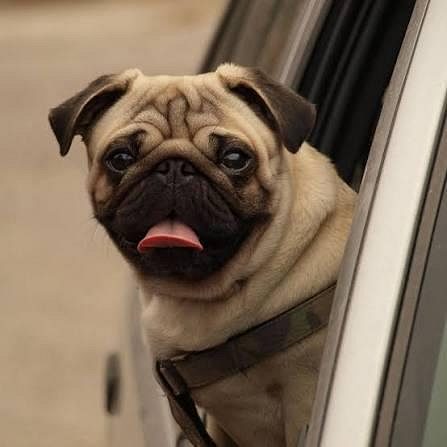 Pug Cute Puppy 8800539300