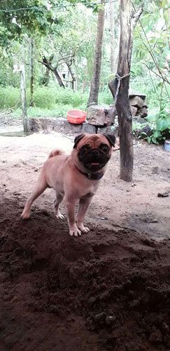 PUG DOG
