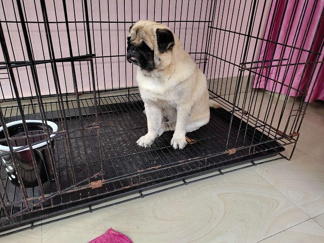 pug for sale