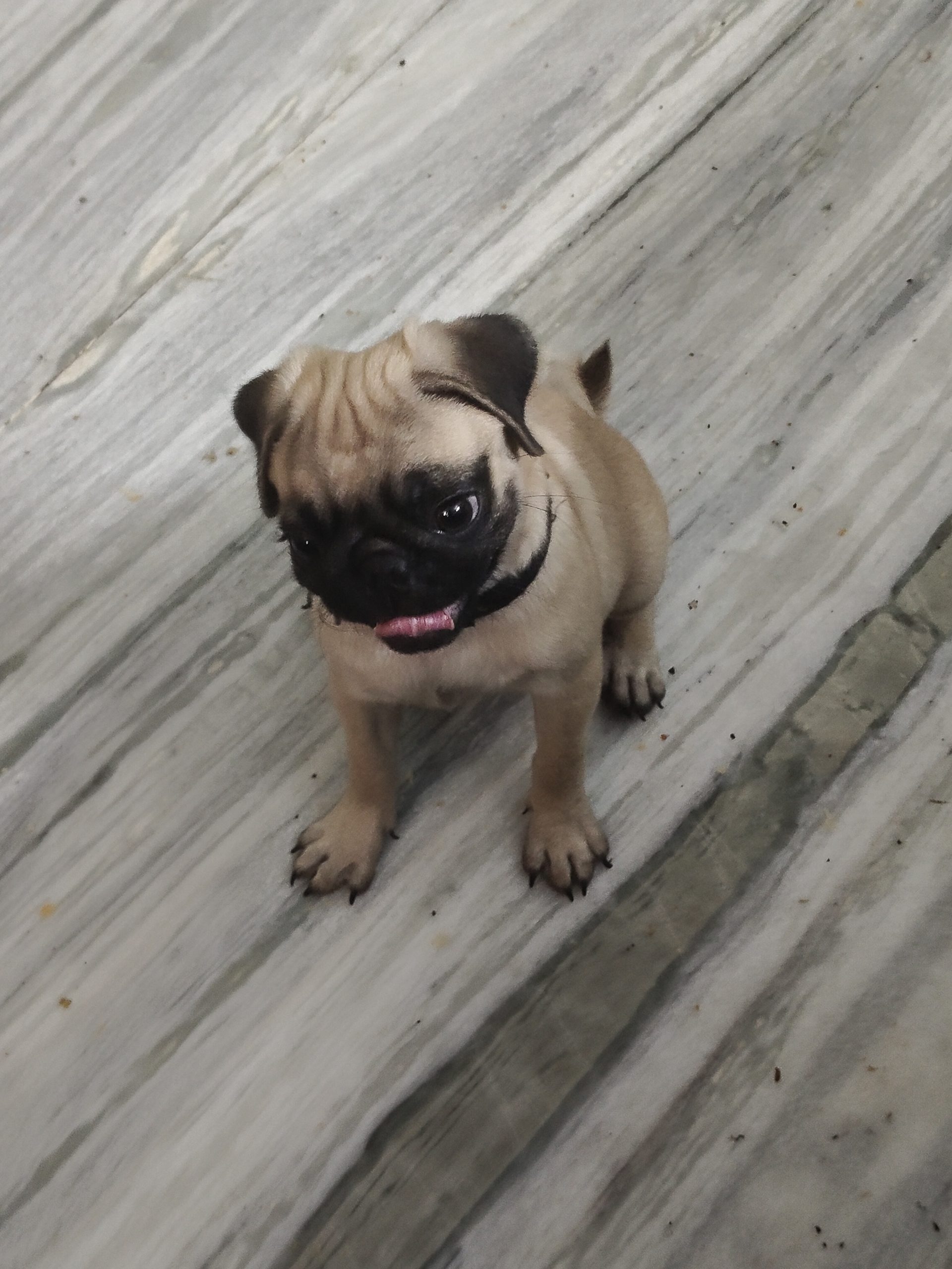 Pug