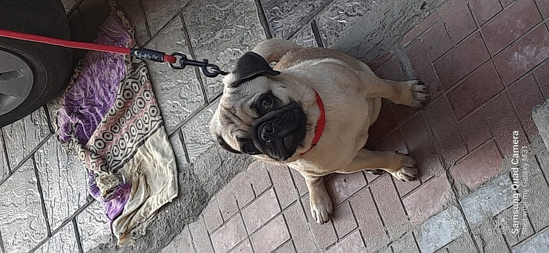 Pug for sale