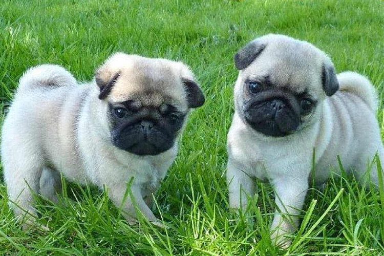Pug