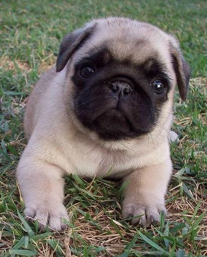 Pug