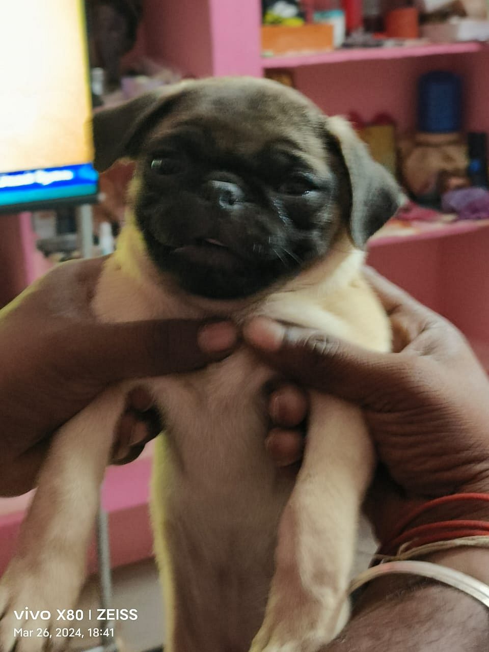 Pug