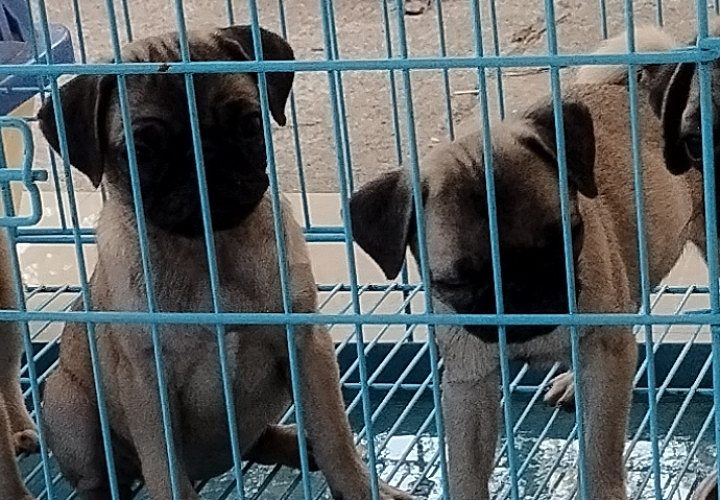 Pug female puppies