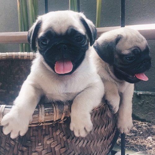 Pug puppies 9047773374