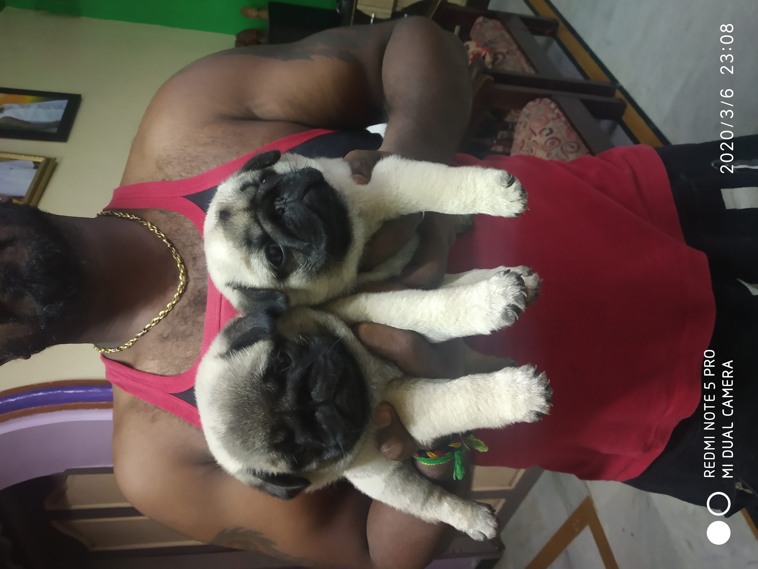 Pug puppies available in Chennai