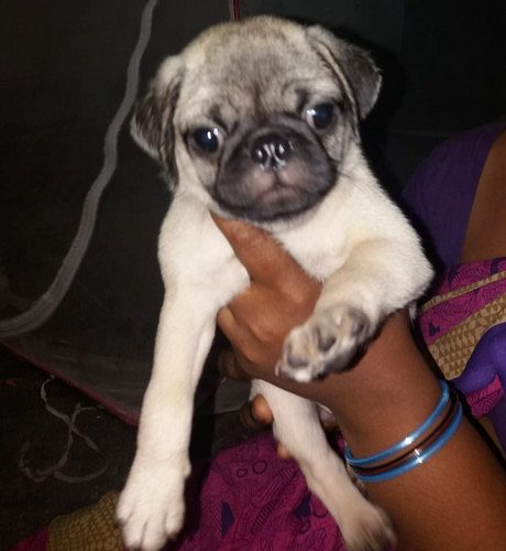 pug puppies for sale