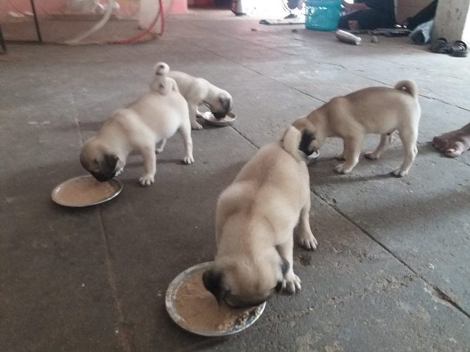 pug puppies for sale