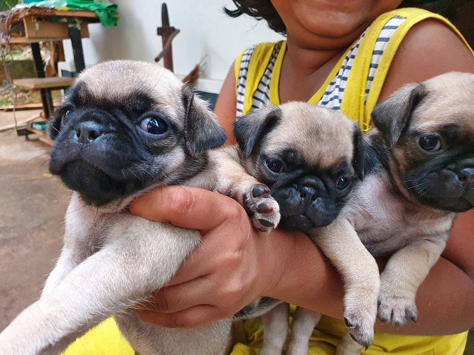 Pug puppies