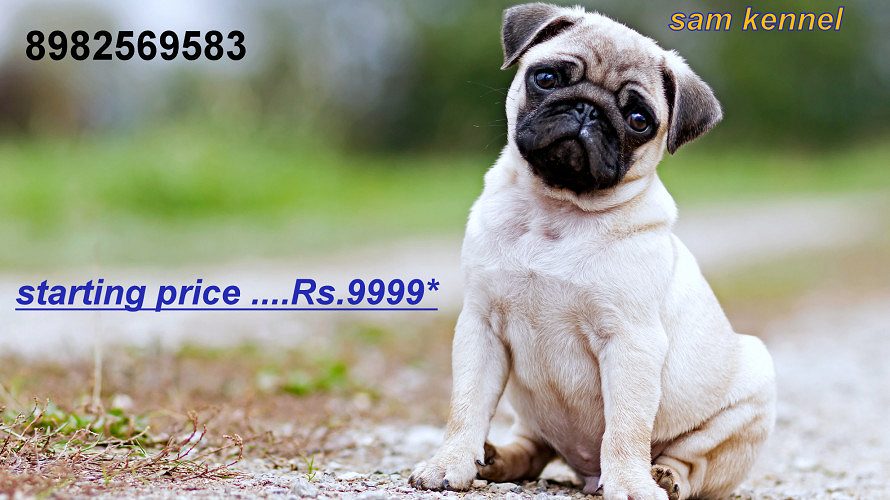 pug puppies for sale in indore 7987036124
