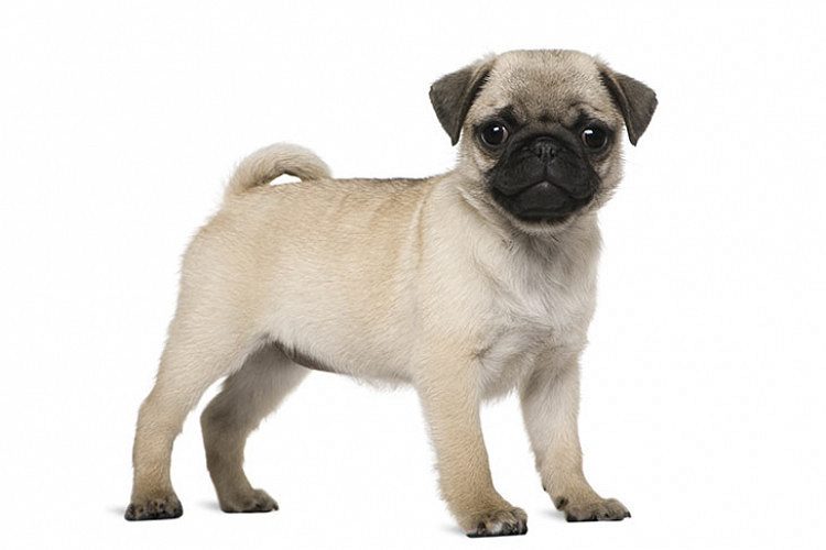 pug puppies for sale in indore,ujjain and ratlam 7987036124