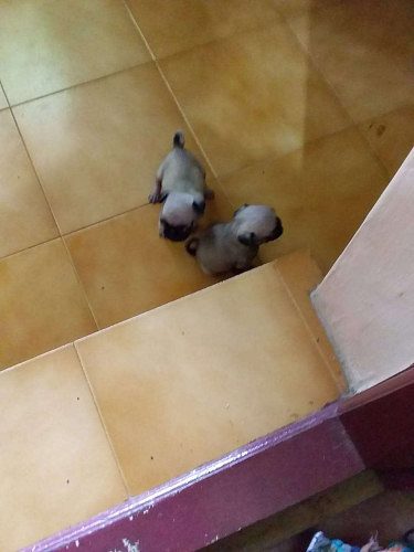 Pug puppies for sale(male)