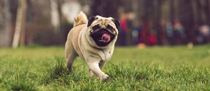 Pug Puppy 8800539300