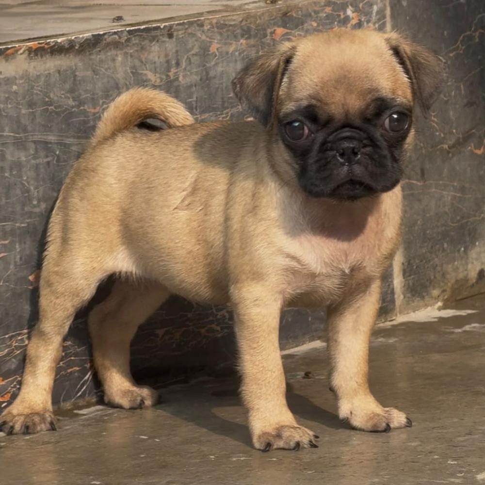 Pug Puppy in Chandigarh | Jalandhar | Delhi NCR