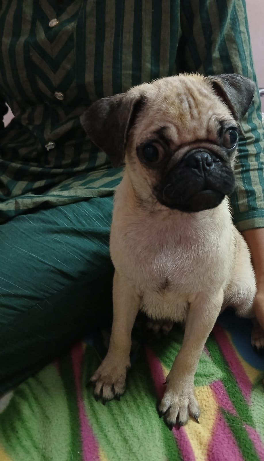 Pug puppy for sale