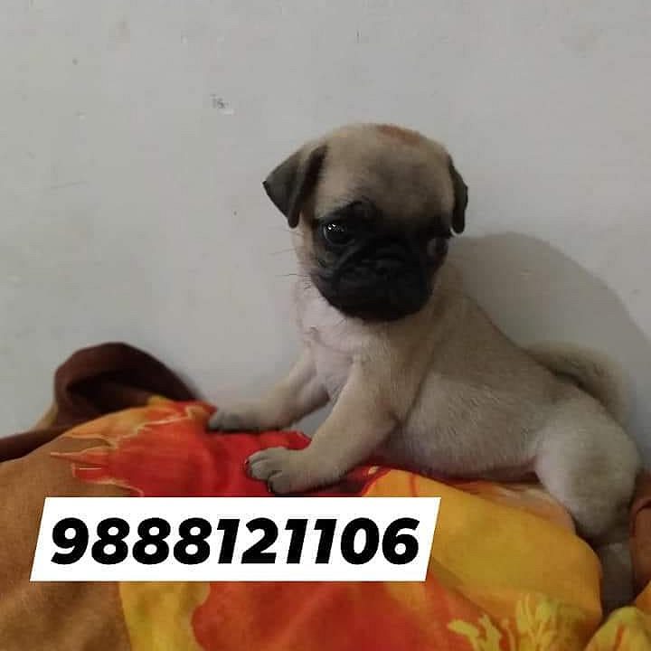 Pug puppy price jalandhar pet shop pug jalandhar punjab call 9888121106
