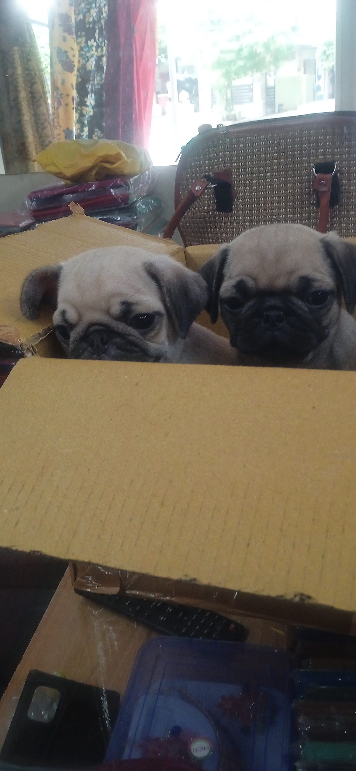 Puggies For Immediate Sale