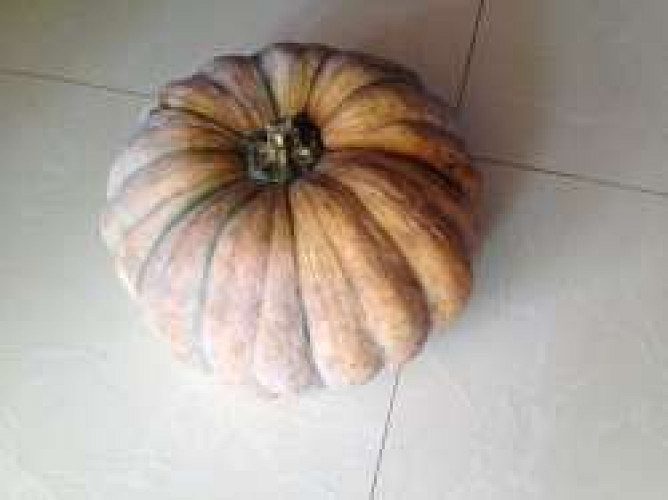 Pumpkin (Mathanga)