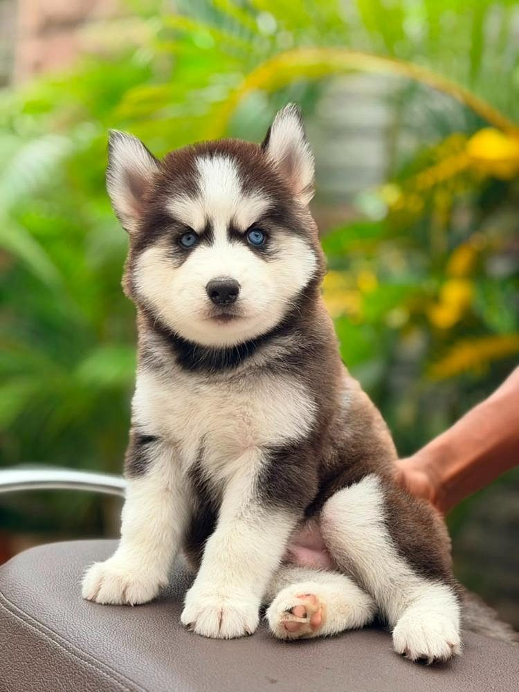 Puppies for sale in Bangalore