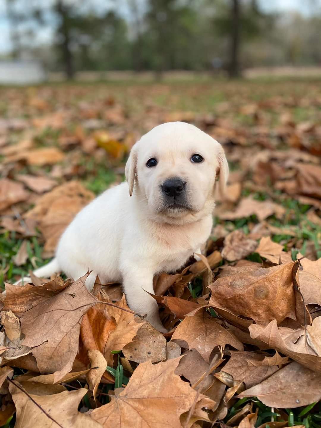 Puppies for sale in Bangalore