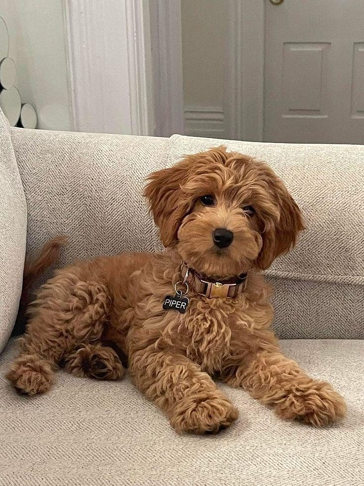 Puppies for sale in Bangalore