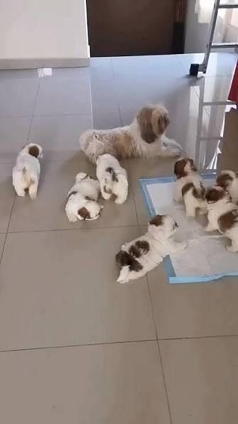 Puppies for Sale in Bangalore