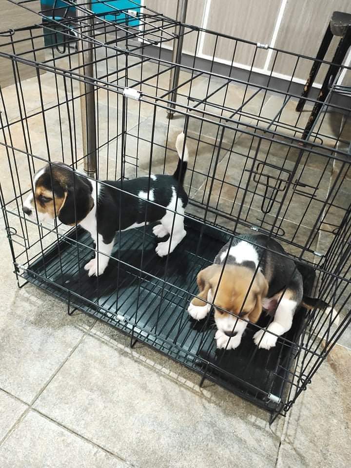 Puppies for sale in Bangalore