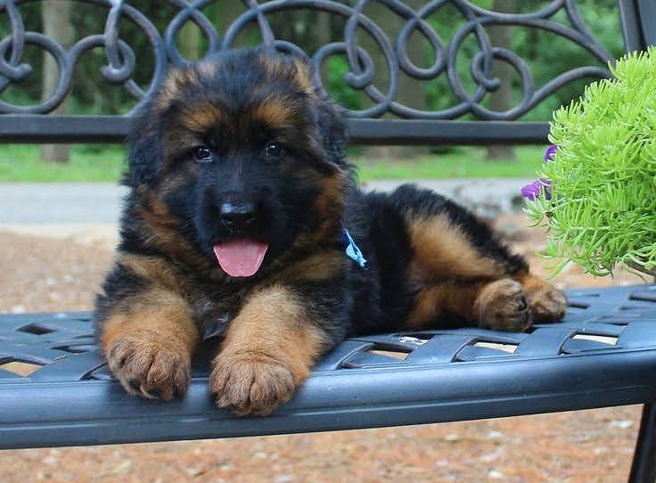 Puppies for sale in Bangalore