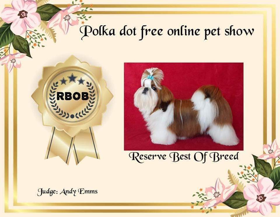 Puppies for sale in Bangalore