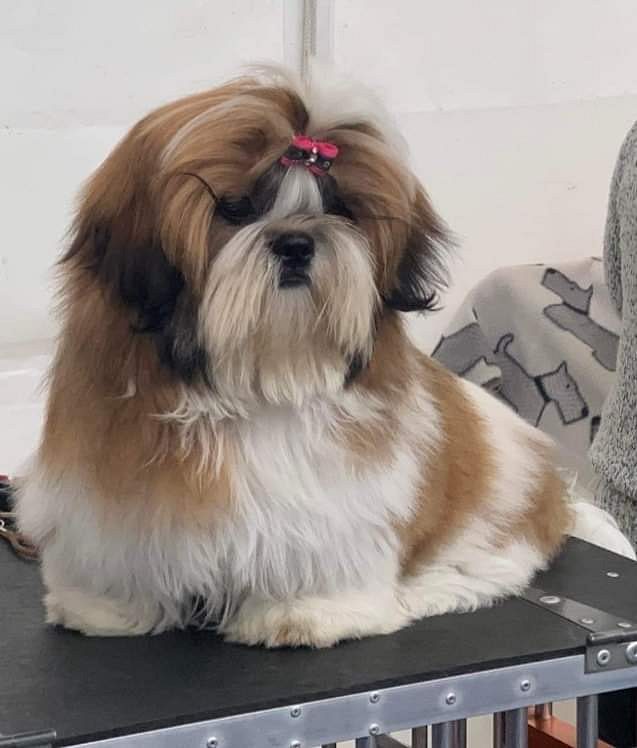 Puppies for sale in Bangalore