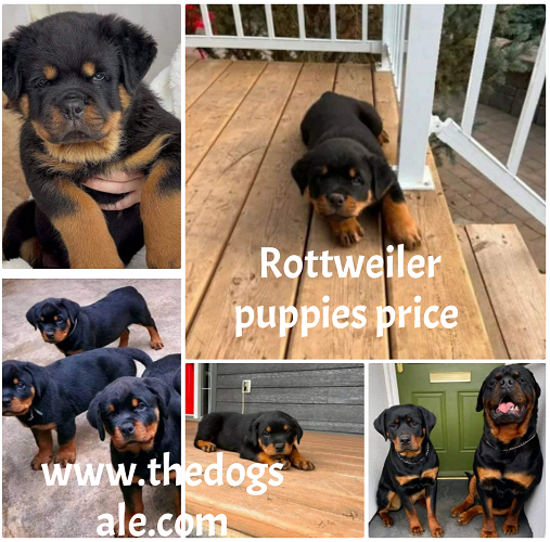 Puppies for sale in bangalore